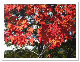 宮ヶ瀬湖畔の紅葉