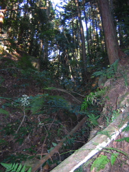 道なき道を進む