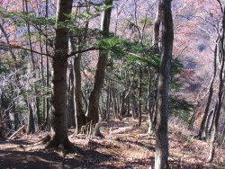 山頂を過ぎるとしばらくは急な下り坂