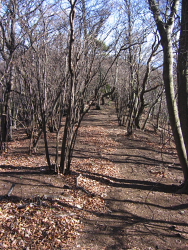 すこし進むと踏跡が見えてくる