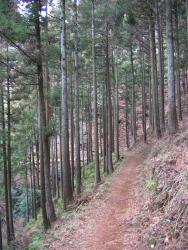 段々山道らしくなってきて