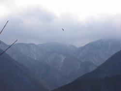 鳶が気持ちよさそうに飛んでいた