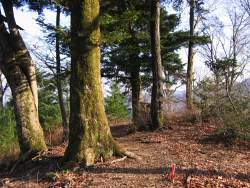 こっちが山頂