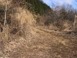 林道というより山道