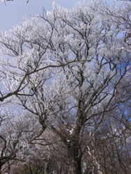 おぉ！　雪の花が咲いている