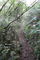 笹の密集した登山道