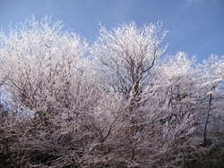 霧氷