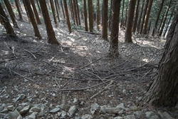 檜の植林地をジグザグに下ります