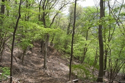 新緑の広葉樹林帯