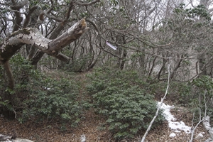 丹沢山に向けて出発