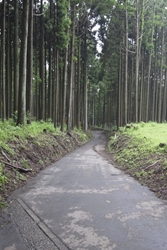 舗装された道路