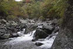 沢に降りてきた