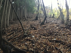 左の植林地と右の広葉樹林帯