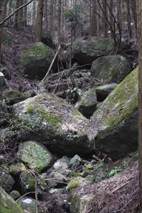 岩がゴロゴロ〜。岩に付いた苔が...