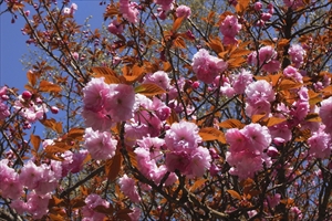 まだ、八重桜が咲いていた。。。...