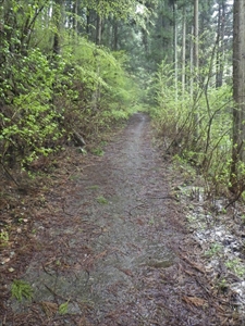 ・・・山道が始まる。...