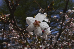 富士桜が咲いていた。...