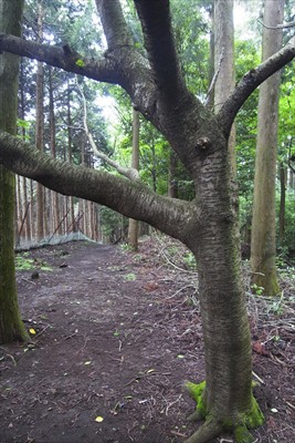 山頂に一本だけあった桜の木。次...