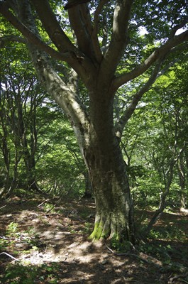 ブナの大木。まだ、樹を見る余裕...