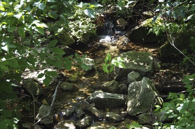 ・・・水場があった。...