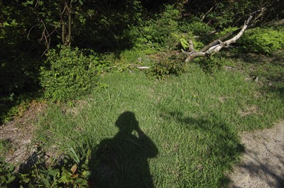 登山道脇の草地。ここは気持よさ...