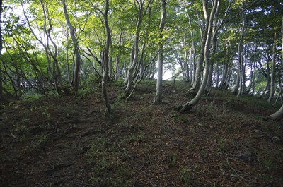 稜線に戻ってきた。実はこのあと...