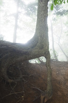 直角の木・・・たくましい・・・...