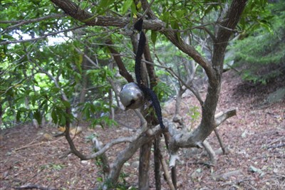 中央にあるアセビの木にぶら下げ...