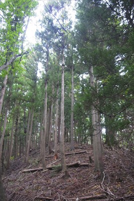 この辺りは杉の植林地ですね。...