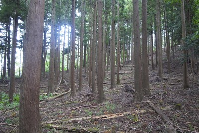 それにしても、この辺の樹木はよ...