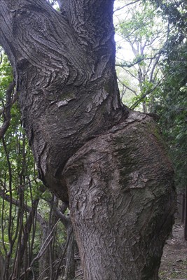 山頂のネジネジの木。...