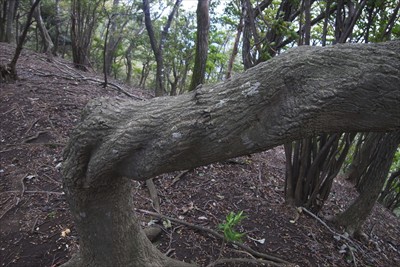 また、ネジネジの木。...