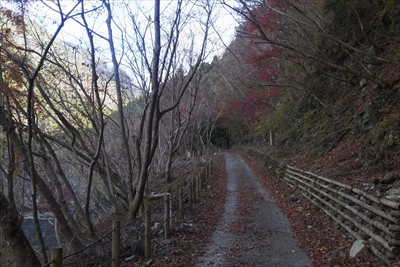 もう、紅葉は終わりですね〜。...