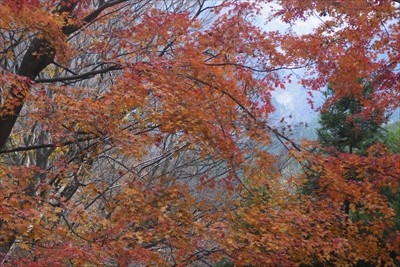 最後の紅葉かな・・・。...