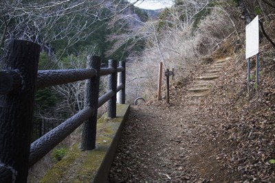 分岐。左に行くと車道に出るよう...