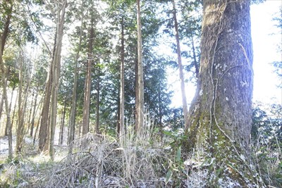 尾根の上に出た。右側の太い木が...