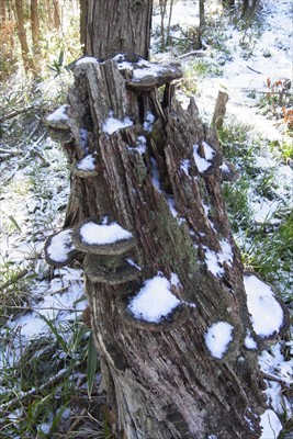 サルノコシカケが沢山着いた木・...