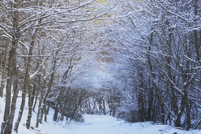 木に付いた雪がキレイ。まだこの...