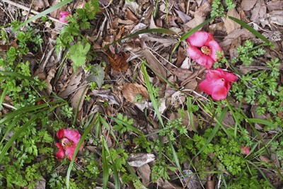 椿の花が落ちていると思って上を...