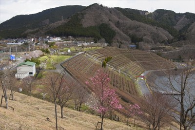 ・・・鳥居原園地が一望できる高...