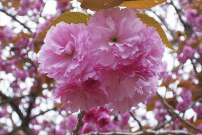 八重桜が満開。...