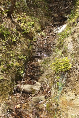 登山道というより、細い溝を登っ...