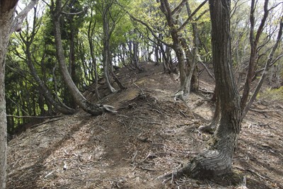 このくらいの登りはもはや登りと...