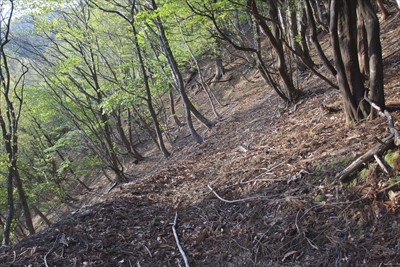 こっちは北側（西？）の水場へ向...