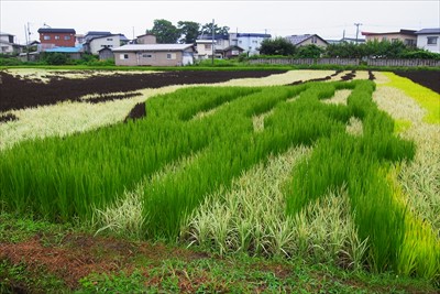 やっぱり何の画か全く分からん。...