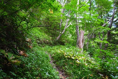 ここからは徳本峠への登りが始ま...