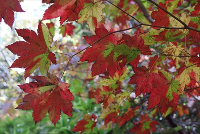 紅葉がキレイ。...