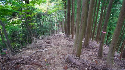 再び植林地の急な斜面を下る。...