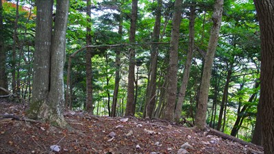 ここを左に折れると向山トンネル...