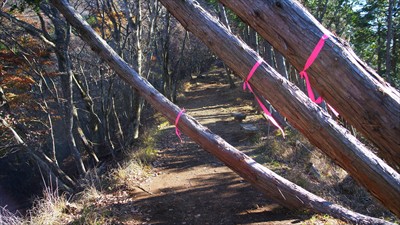 この３本の木はいずれ登山道に倒...